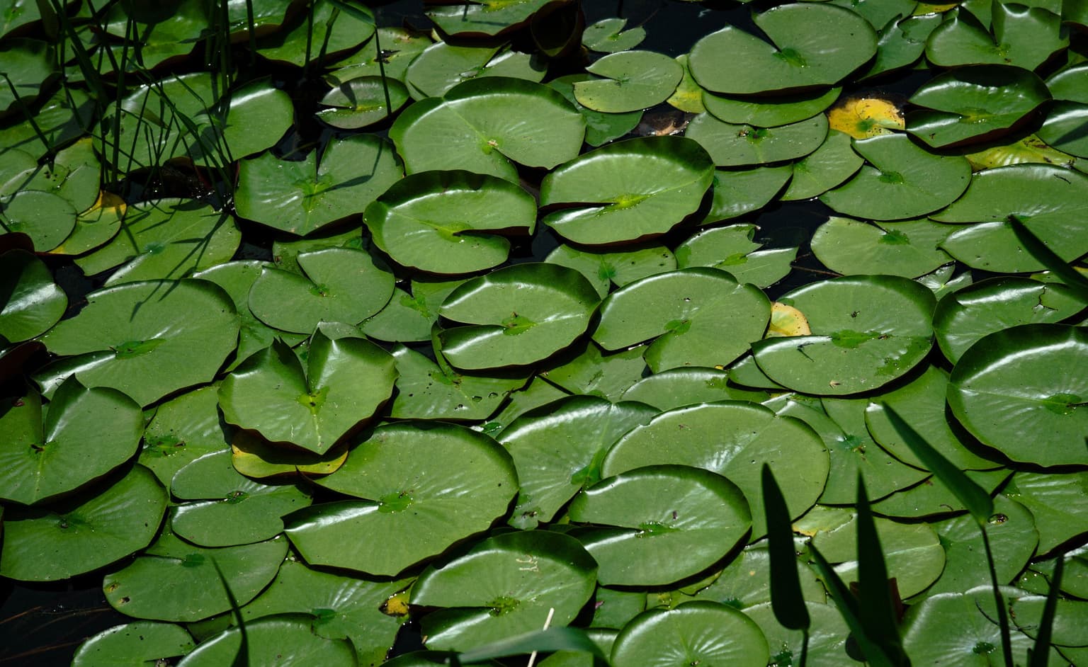 Wate lily pads