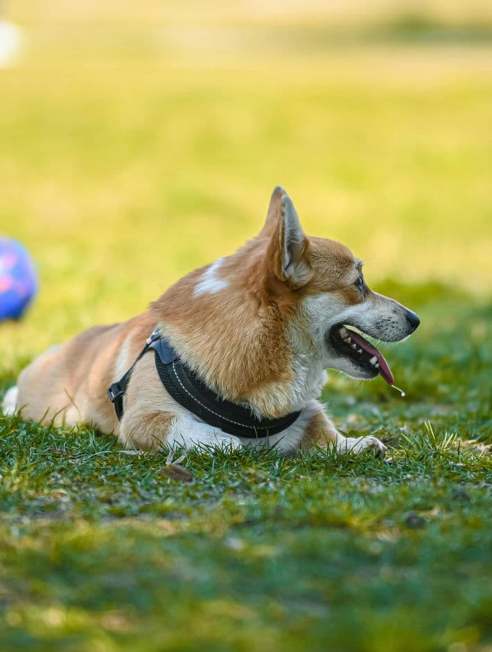 Dog laying on grass